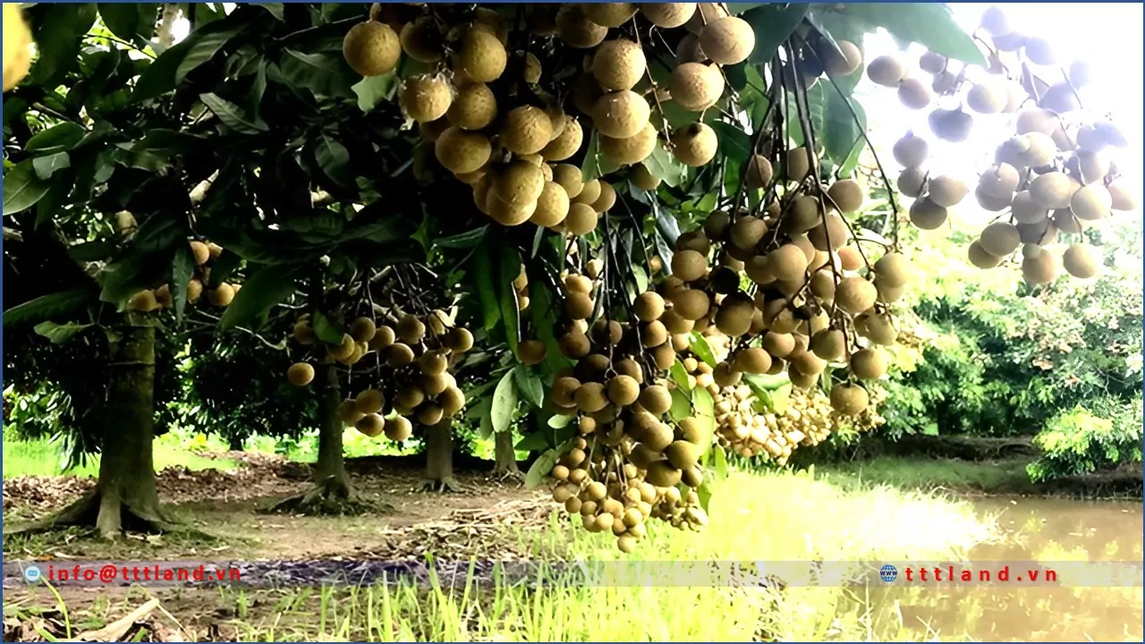 Đặc Sản Hưng Yên - TTTLAND