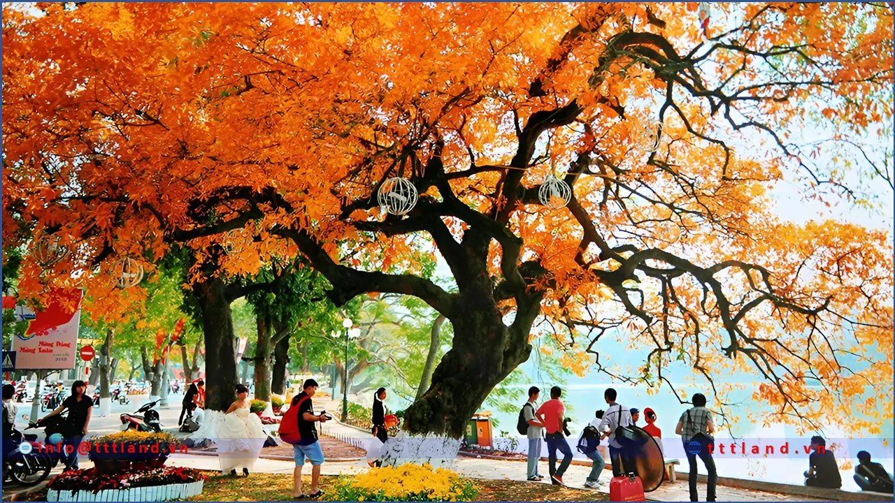 Mùa Thu Hà Nội - TTTLAND